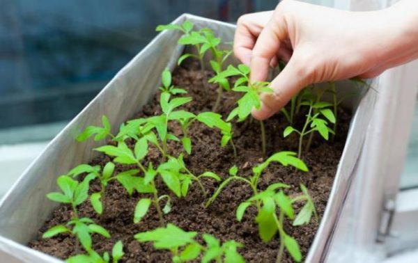  Kümmern Sie sich um Tomatensetzlinge