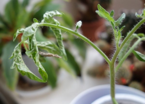  Verblaßte Blätter auf Tomatensämlingen