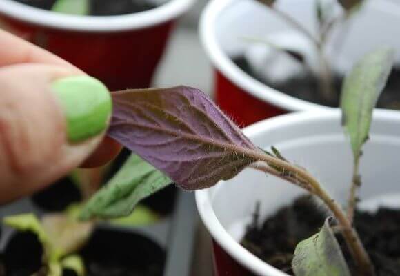  Feuilles pourpres à un plant de tomate