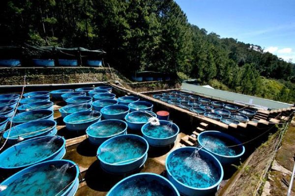  L'esturgeon est très sensible à la qualité de l'eau.