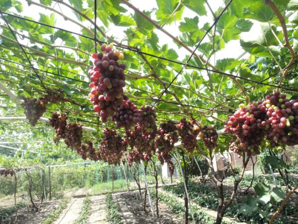  Pergola wachsende Trauben