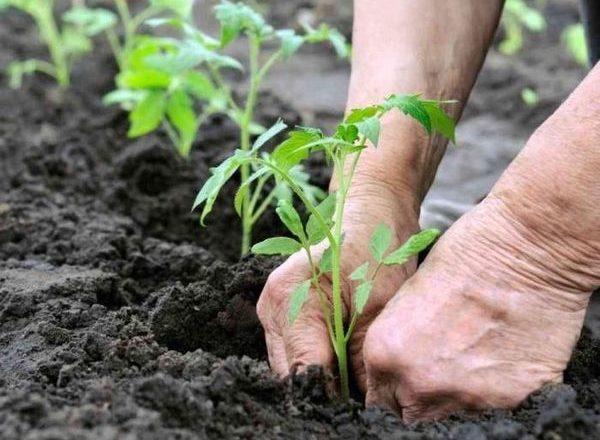  Transplantation de plants de tomates en serre