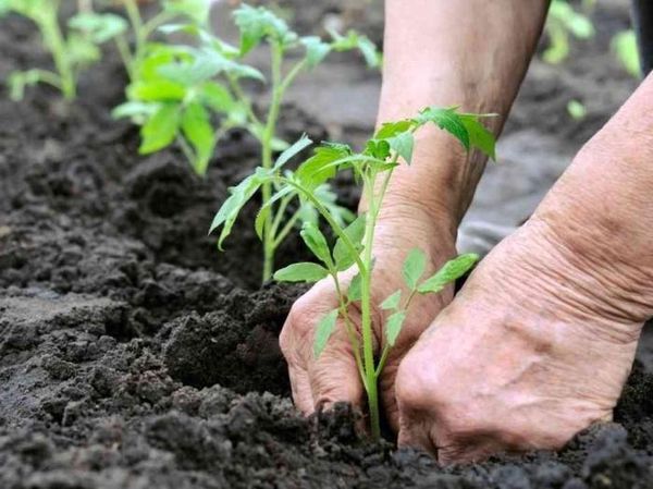  Transplantation de plants de tomates en serre