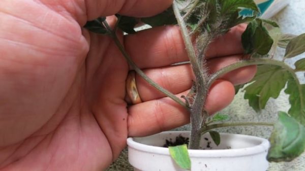  Noircissement des pattes des plants de tomates