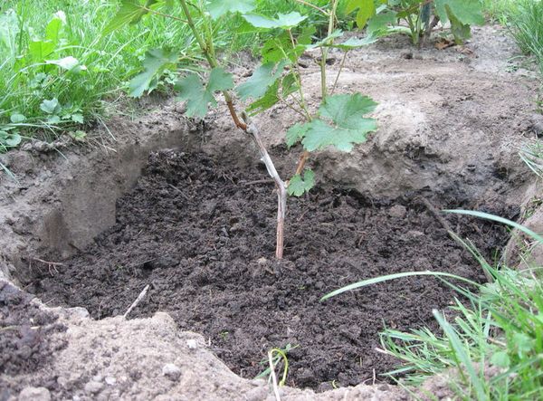  In südlichen Gegenden ist Saperavi von Oktober bis März möglich.