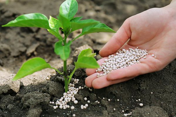  Die Verwendung von Superphosphat als Dünger