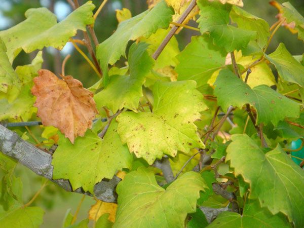  Le superphosphate peut être fabriqué si les jeunes feuilles commencent à jaunir