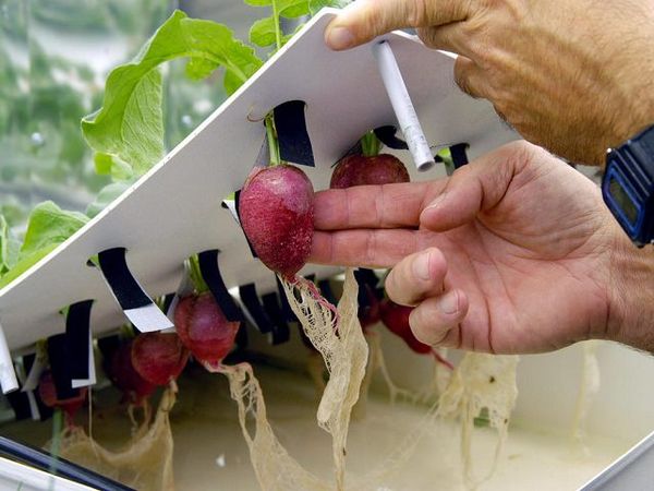  Beim Übertragen von Pflanzen in die Hydrokultur ist es wichtig, das Wurzelsystem nicht zu beschädigen.