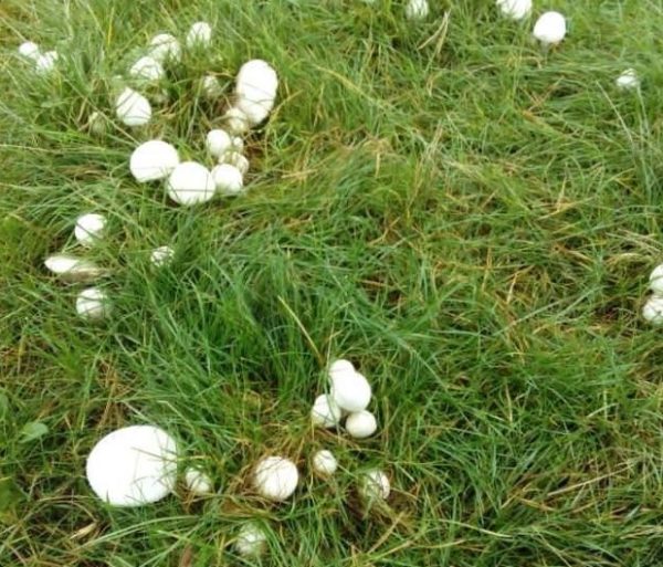  Premiers champignons poussant dans le jardin