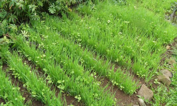  Rettich als Siderat im Garten