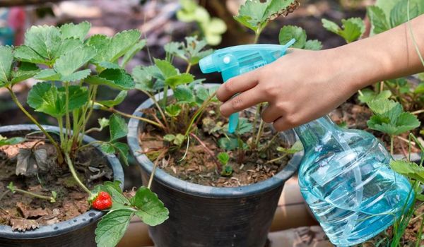  Utilisation du sulfate de magnésium pour les plantes