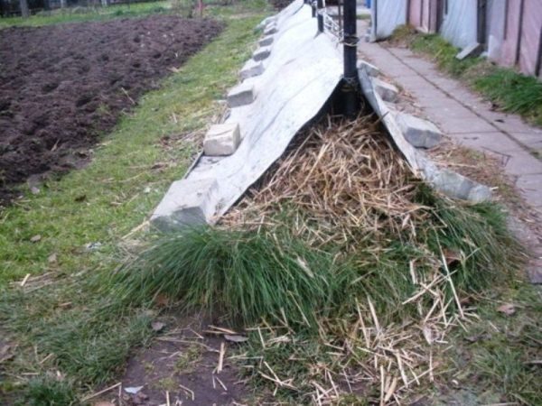  Trockene Möglichkeit, Trauben für den Winter zu schützen