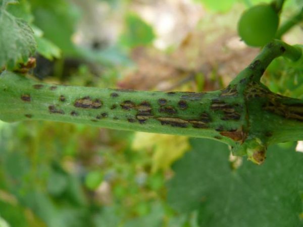  Eskorioz sur une branche de tige