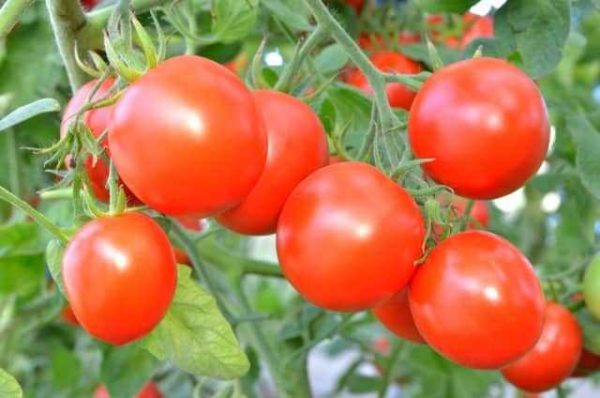  Ernte von Tomaten, die mit Ammophos-Dünger gedüngt wurden