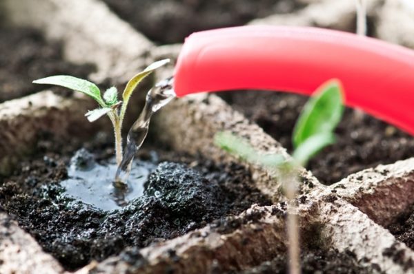  Le premier arrosage des semis après la germination