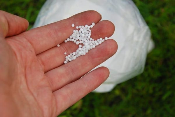  Stickstoffdünger sind sehr nützlich für Blaubeeren