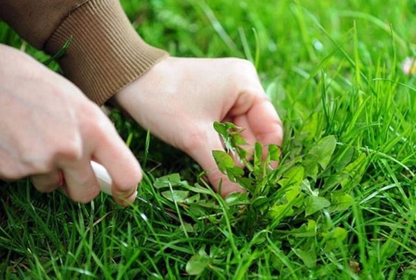  Si vous ne faites pas d’alimentation, la pelouse sera envahie par les mauvaises herbes.