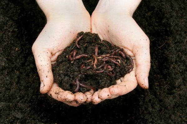  Vermicomposting - Verarbeitung mit Hilfe von Würmern