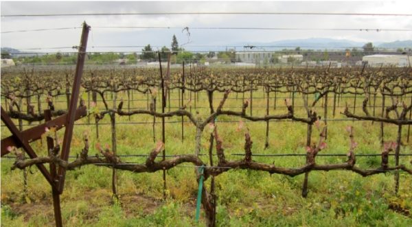  Des vignes coupées à l'échelle industrielle