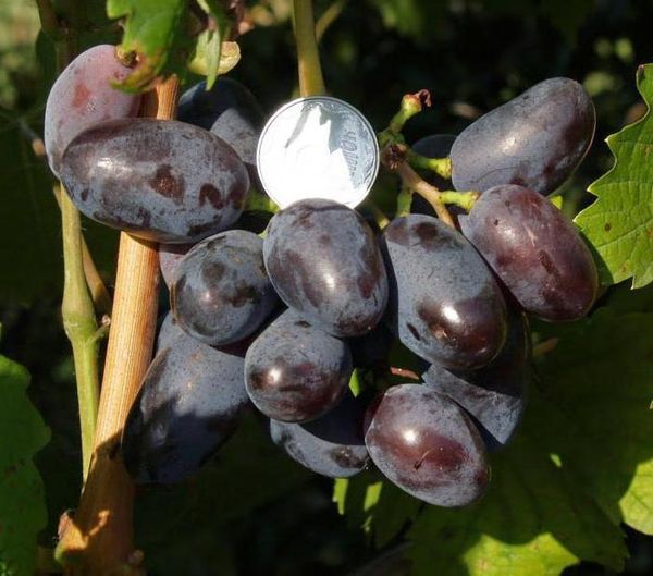  Die Länge der Beeren der Sorte Baikonur beträgt 4 cm