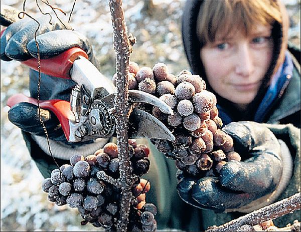  Um die maximale Zuckerkonzentration zu erreichen, ernten Sommerbewohner Trauben nach dem ersten Frost.