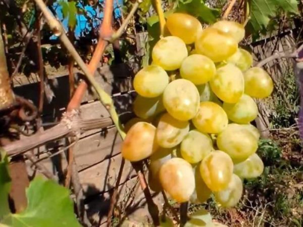  Monarchbeeren sind groß und eiförmig