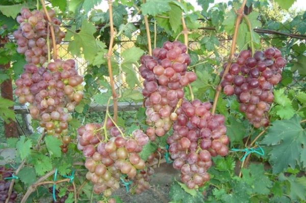  Grappes de raisin nisin sur la vigne