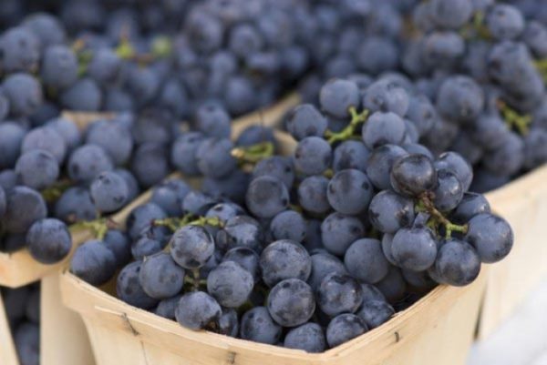  Isabella-Trauben, nicht nur für Saft und Wein geeignet, sondern auch für die Zubereitung von Tinkturen