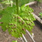  Feuille de vigne affectée par la tique