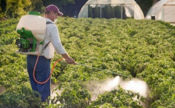  Irrigation extérieure de racines avec une solution de nitrate de calcium