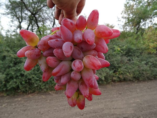  Le poids moyen d'un tas de variétés - 500 grammes