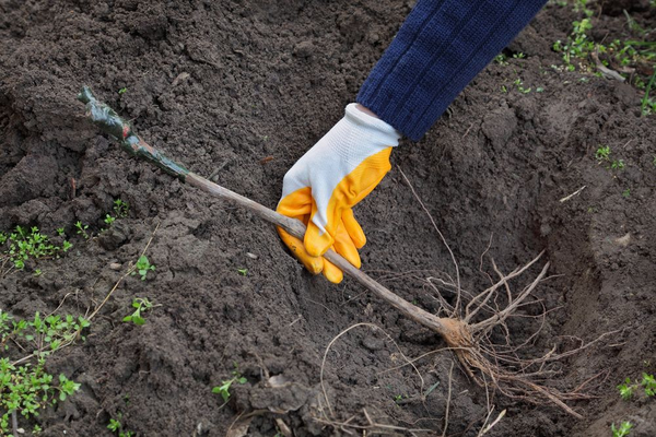  Idéal pour la plantation d'un sol léger et fertile.