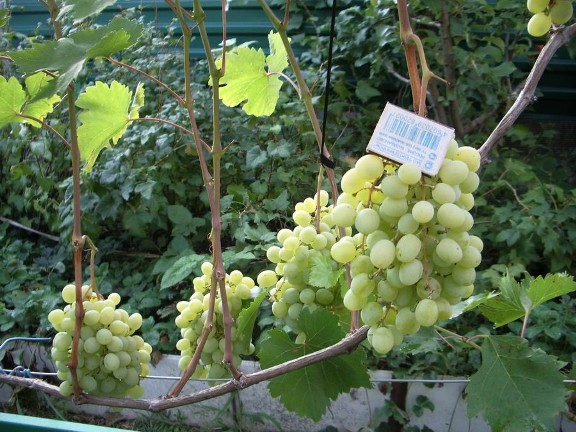  Tailles des raisins en comparaison avec une boîte d'allumettes