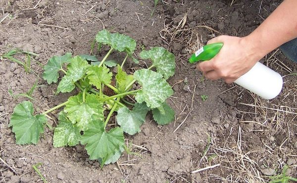  La première application foliaire est faite avant la formation des fleurs