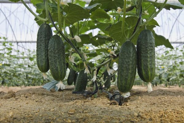  Die dritte Blattanwendung erfolgt vor der Ernte.