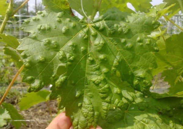  Les raisins Tayfi sont sujets aux dommages graves causés par les acariens