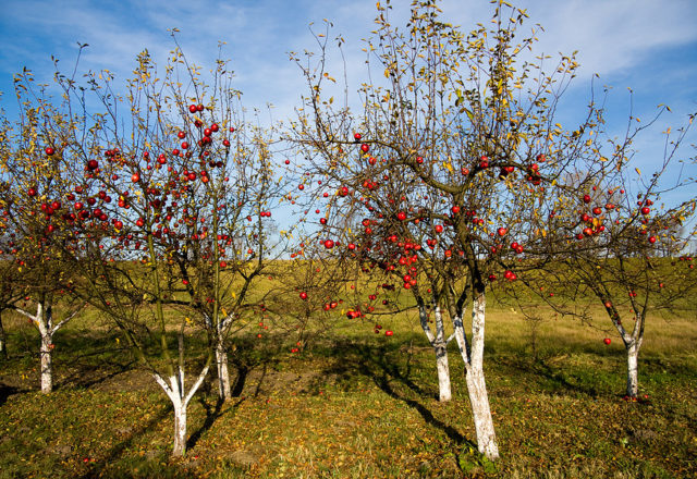  Top dressing de pommiers en automne