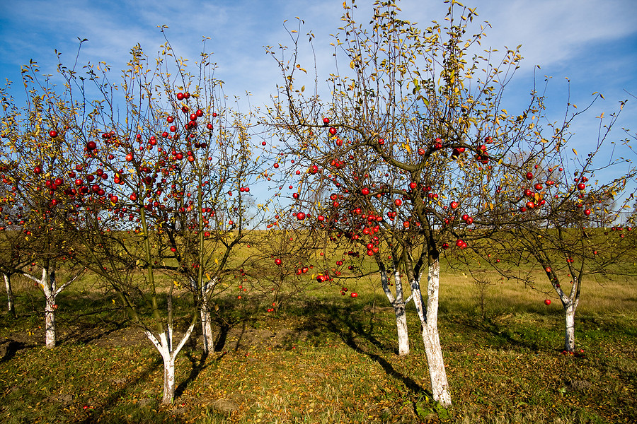  Spitzenankleiden von Apfelbäumen im Herbst