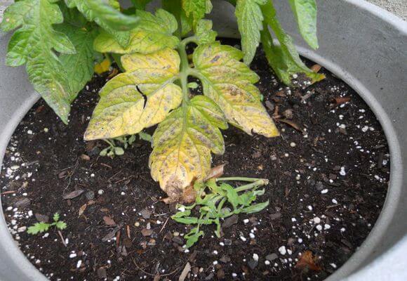  Vergilbte Blätter auf Tomatensämlingen