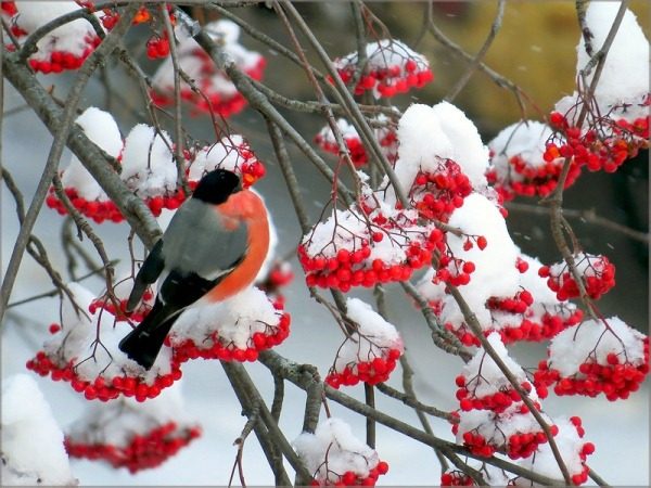  Gewöhnliche Apfelbeere im Winter