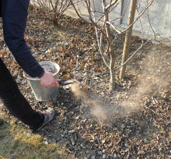  Ausbreitung von Holzasche auf saurem Boden