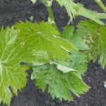  Feuilles de vigne atteintes de démangeaisons