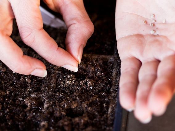  Initialement, les graines peuvent être plantées dans une boîte.