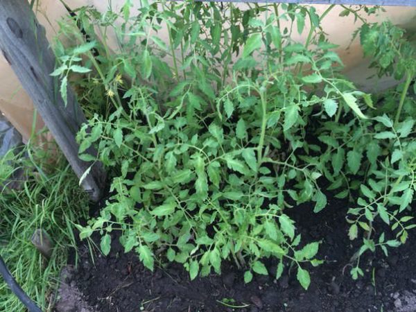  Verkrustete Tomaten geben viel Grün.