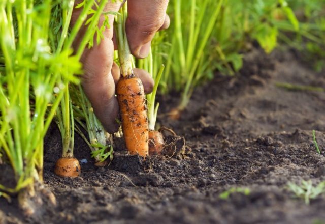  puis planter des carottes