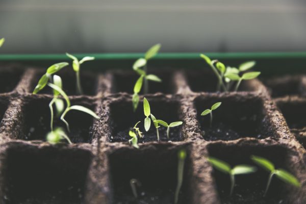  La plantation de concombre a lieu en mai