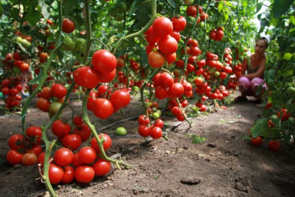  Tomaten gelten als einer der besten Vorläufer für Gurken.