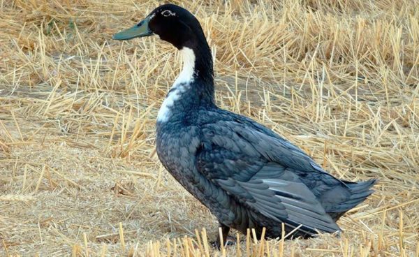  Schwarze und weiße Ente