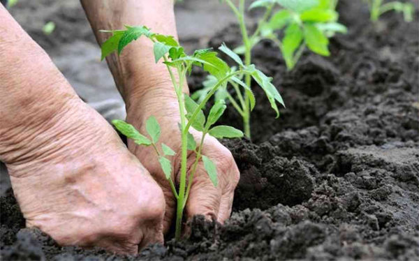  Planter dans une serre