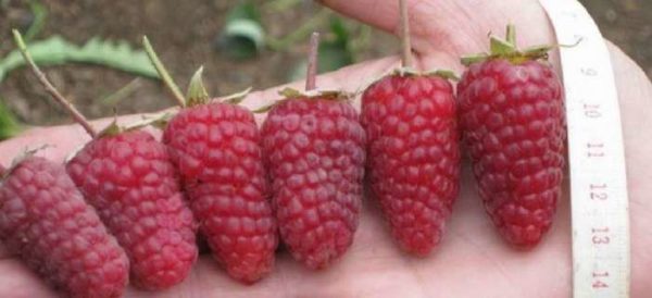  Le chapeau de framboise Monomakh est grand